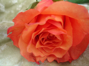 Картинка цветы розы