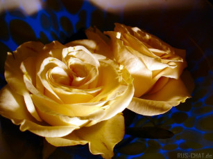 Картинка цветы розы