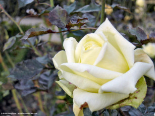 Картинка цветы розы