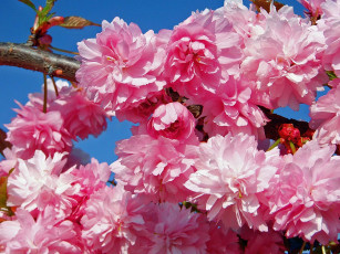 Картинка цветы сакура вишня