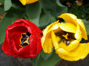 Картинка цветы тюльпаны