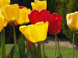 Картинка цветы тюльпаны