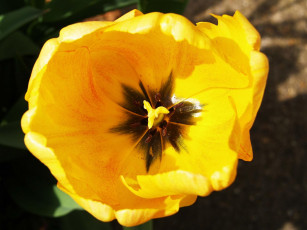 Картинка цветы тюльпаны