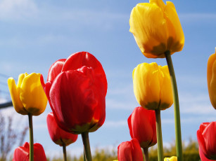 Картинка цветы тюльпаны