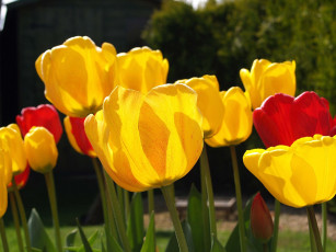 Картинка цветы тюльпаны