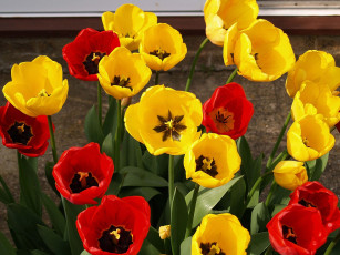 Картинка цветы тюльпаны