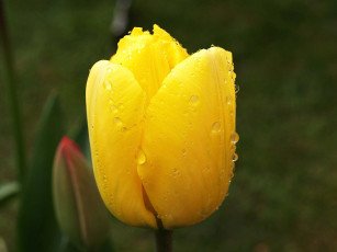 Картинка цветы тюльпаны