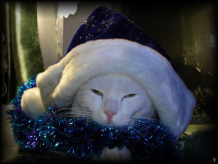 Картинка готовлюсь новому году животные коты