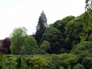 Картинка природа