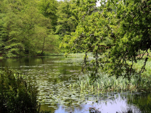 Картинка природа