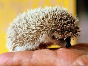 Картинка животные ежи