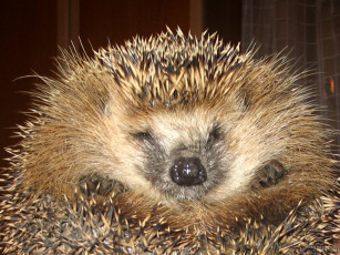 Картинка животные ежи
