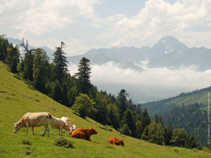 Картинка животные коровы буйволы