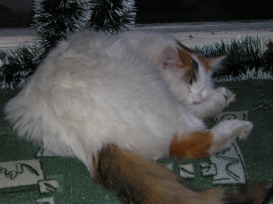 Картинка животные коты