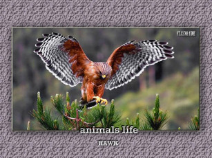 Картинка животные птицы хищники