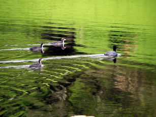 Картинка животные утки