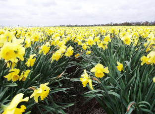 Картинка цветы нарциссы