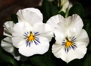 обоя цветы, анютины, глазки, садовые, фиалки