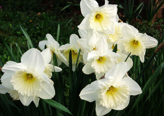 Картинка цветы нарциссы