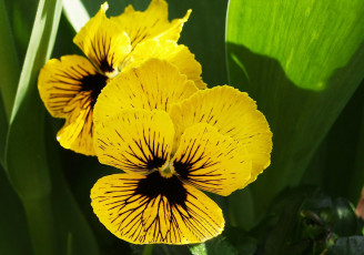 Картинка цветы анютины глазки садовые фиалки