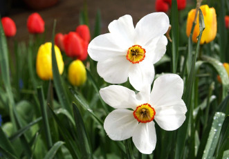 Картинка цветы разные вместе