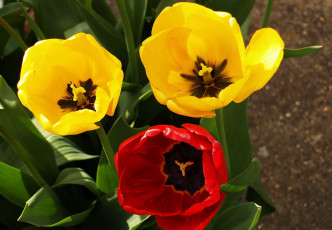 Картинка цветы тюльпаны