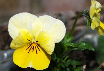 Картинка цветы анютины глазки садовые фиалки