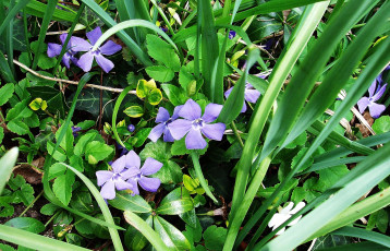 Картинка цветы барвинок