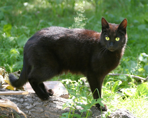 Обои картинки фото животные, коты