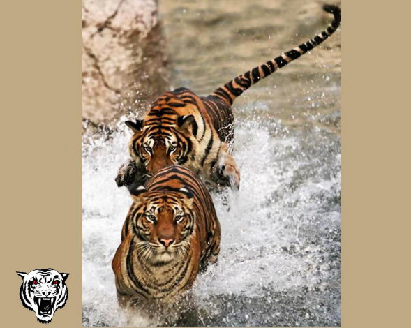 Обои картинки фото животные, тигры