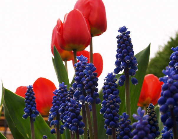 Обои картинки фото цветы, разные, вместе