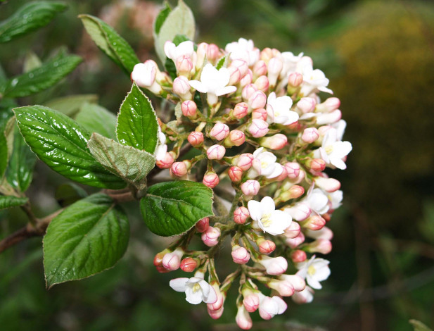 Обои картинки фото цветы, цветущие, деревья, кустарники