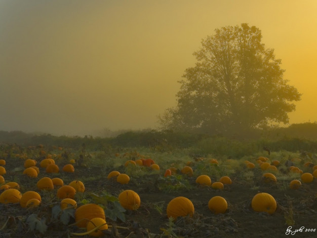 Обои картинки фото природа