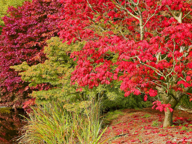 Обои картинки фото природа