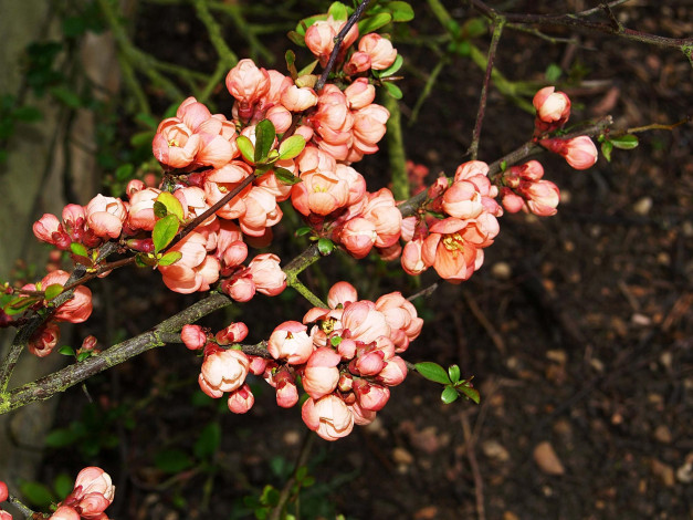 Обои картинки фото цветы, айва