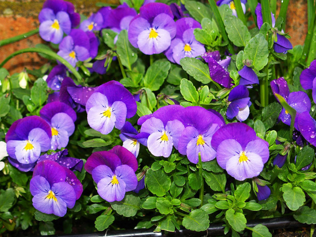 Обои картинки фото цветы, анютины, глазки, садовые, фиалки