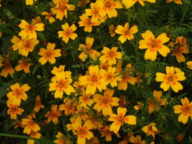 Обои картинки фото цветы, бархатцы