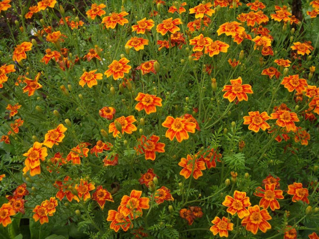 Обои картинки фото цветы, бархатцы