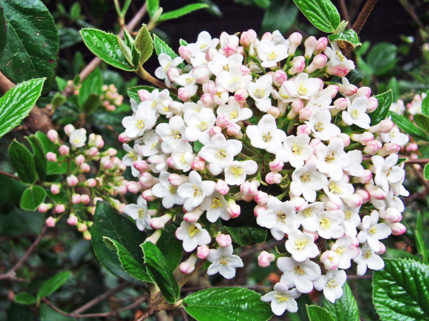 Обои картинки фото цветы, цветущие, деревья, кустарники