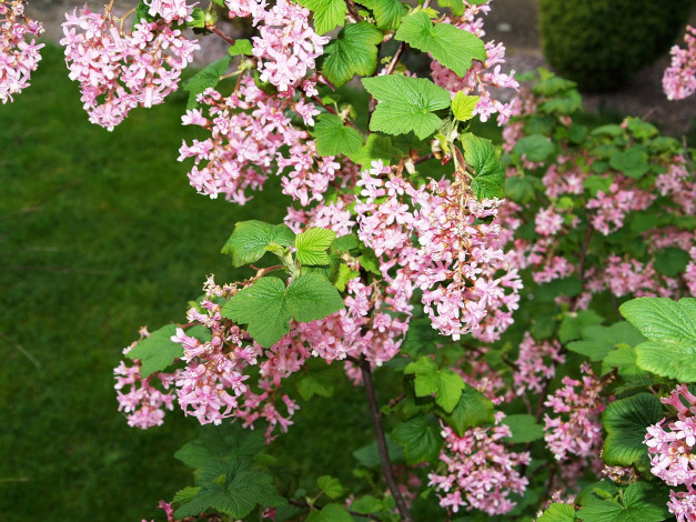 Обои картинки фото цветы, цветущие, деревья, кустарники