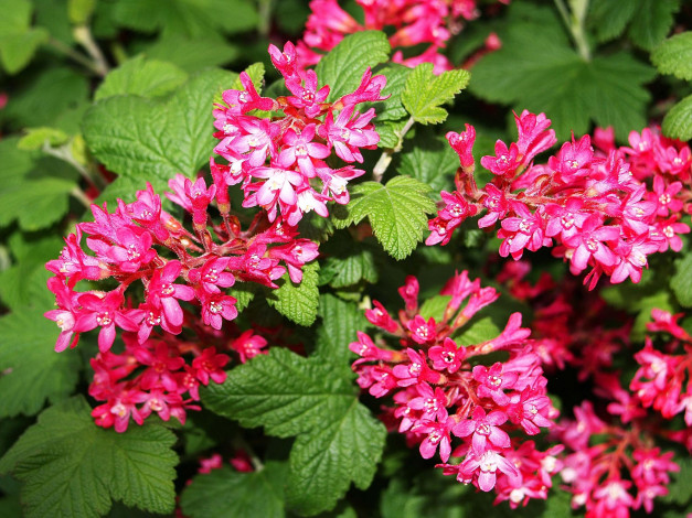 Обои картинки фото цветы, цветущие, деревья, кустарники