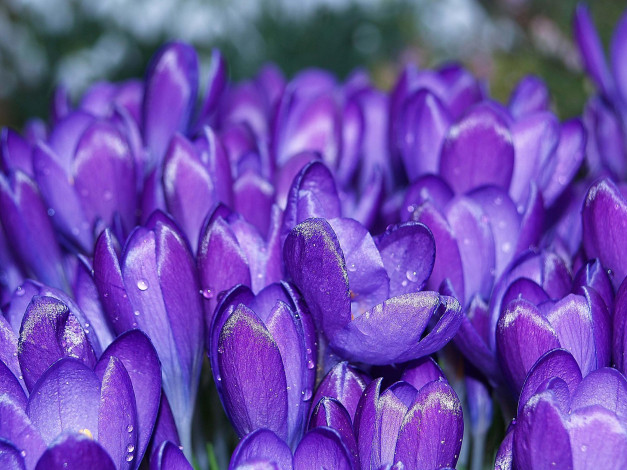 Обои картинки фото цветы, крокусы