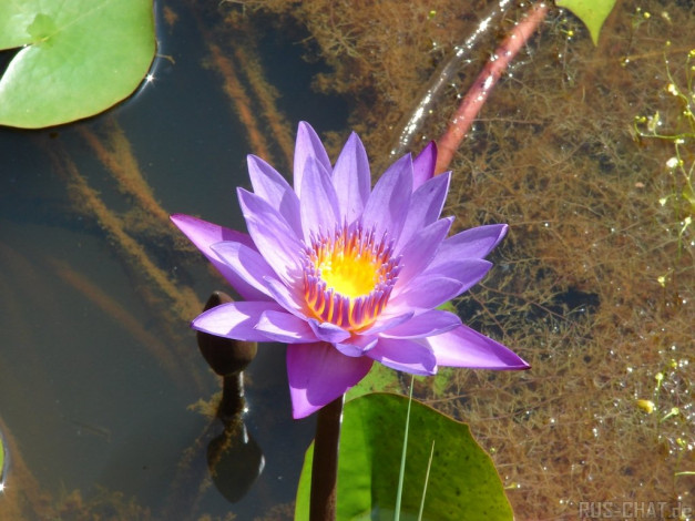 Обои картинки фото цветы, лилии, водяные, нимфеи, кувшинки