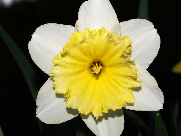 Обои картинки фото цветы, нарциссы