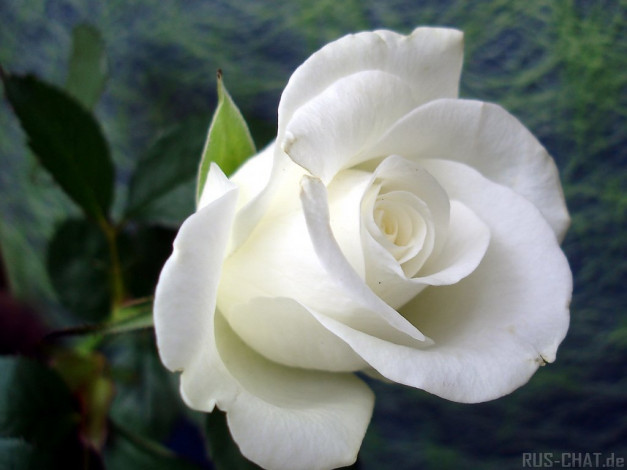 Обои картинки фото цветы, розы