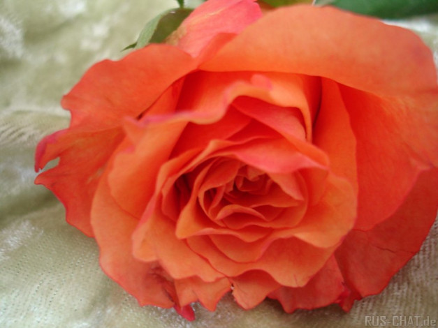 Обои картинки фото цветы, розы