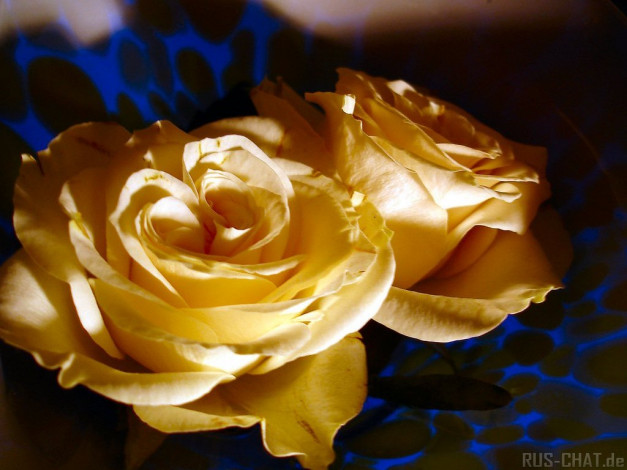 Обои картинки фото цветы, розы