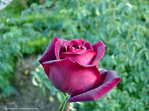 Обои картинки фото цветы, розы