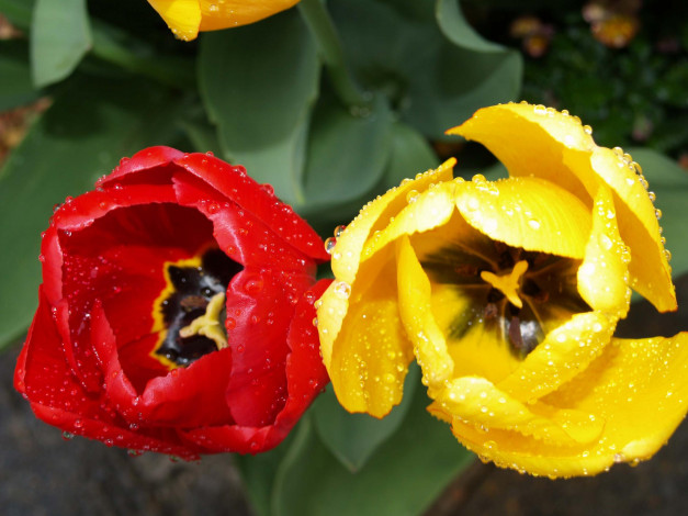 Обои картинки фото цветы, тюльпаны