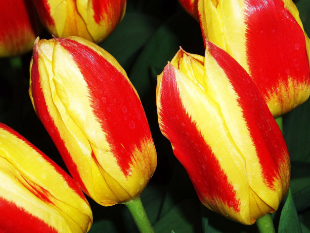 Обои картинки фото цветы, тюльпаны